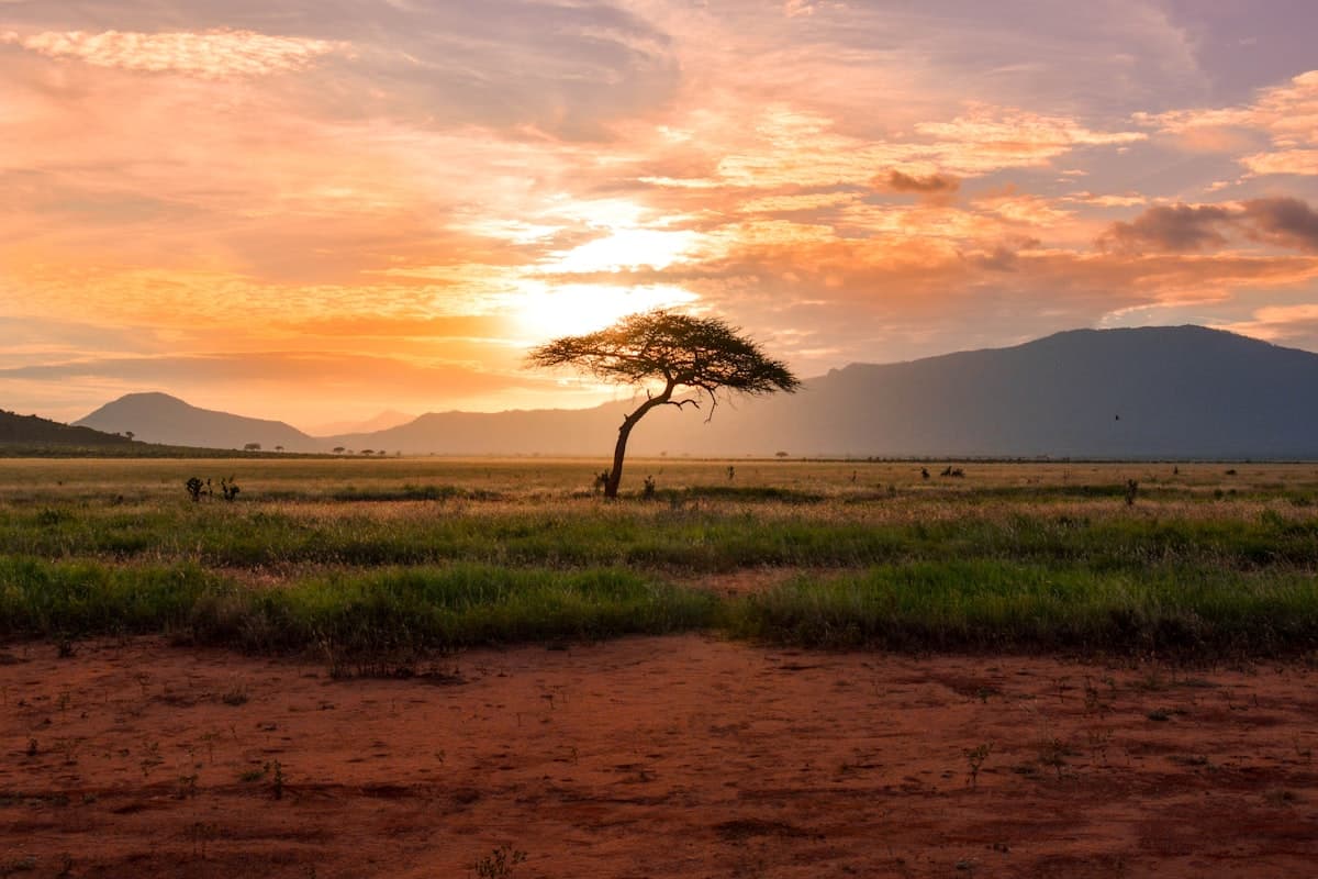 Safari au Kenya depuis le Maroc : ce qu'on ne vous dit pas avant de partir